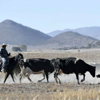 El agro recibirá apoyos públicos por cuatro mil MDP