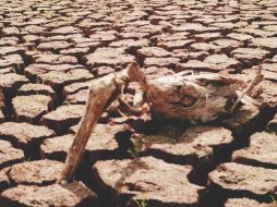 El apoyo tiene varios esquemas, como los subsidios para la agricultura y ganadería, además de recursos para el sector pesquero.ARCHIVO  /