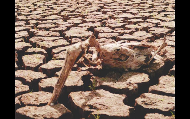 El apoyo tiene varios esquemas, como los subsidios para la agricultura y ganadería, además de recursos para el sector pesquero.ARCHIVO  /