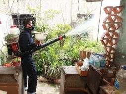 Aún no se cuenta con una estrategia sólida para eliminar los cachorros. ARCHIVO  /