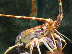 Los científicos también descubrieron que ambas pinzas difieren en la fuerza y el tamaño. ESPECIAL  /