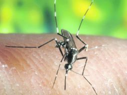 Las acciones de prevención se realizarán con el objetivo de detener al insecto que funciona como vector, como ocurrió en 2009.  /