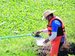 Empleados de la CEA comenzaron ayer a esparcir las larvas de los insectos en secciones contaminadas del río.  /