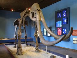 Los expertos dicen que es posible clonar ese animal, pues sus células están en su sangre, piel y huesos. ARCHIVO  /