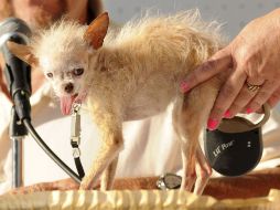 Ganó el premio del ''Perro más feo del mundo'' en 2011 en la Feria de Sonoma. AP  /
