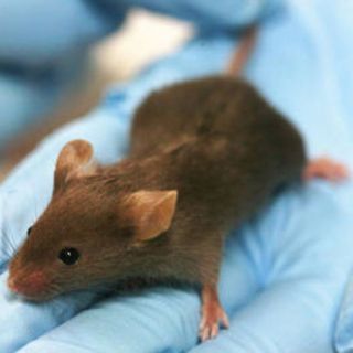 La radiación del teléfono móvil afecta al cerebro de los fetos de ratón