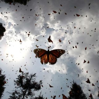 Advierten una reducción de hectáreas ocupadas por la mariposa monarca