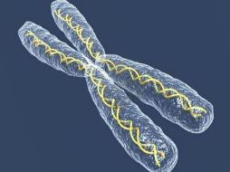 Hace siete años científicos de Gran Bretaña, Estados Unidos y Alemania descifran el código genético del cromosoma X. ESPECIAL  /