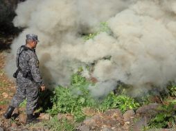 Según las autoridades fueron incendiadas 16 mil 50 plantas. ESPECIAL  /