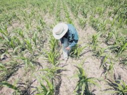 Las acciones de apoyo a implementarse con la compra de pipas, compra de forraje, entre otras. ARCHIVO  /