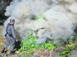 Las autoridades destruyeron alrededor de 16 mil plantas del enervante. ESPECIAL  /