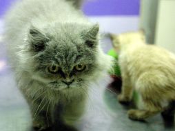 La matanza se produjo entre la noche del jueves y el viernes cuando los animales ingirieron raciones envenenadas. ARCHIVO  /