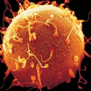 Los espermatozoides saben hacer cálculos complejos, según científicos