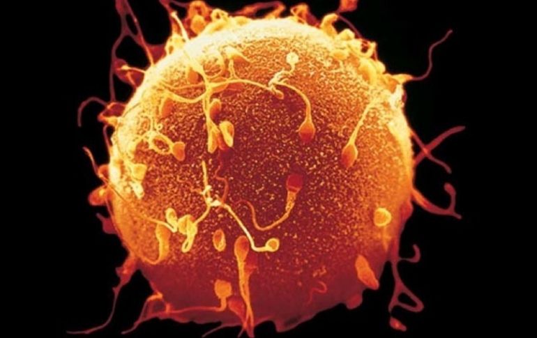 Los espermatozoides, además de vencer obstáculos, tendrán que hacer cálculo diferencial para llegar a su cita de vida. ESPECIAL  /