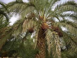 Las palmeras tienen además un papel esencial en la construcción de los techos del las casas. EFE  /