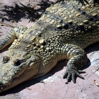 Descubren un antepasado de los cocodrilos de hace 130 millones de años