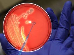 Bacterias electrogénicas transforman la energía química presente en aguas residuales en energía eléctrica. EFE  /