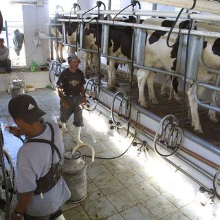 Jalisco produce tres de cada diez litros de leche en México