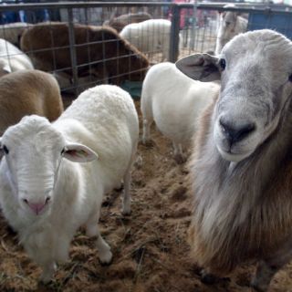 Mazapán de la Rosa dará juego a la leche caprina