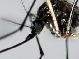 Espécimen del mosquito Aedes Aegypti, trasmisor del dengue. EFE  /