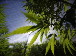 El consumo de mariguana es ilegal en Nueva Zelanda, pero es la tercera droga más consumida. ARCHIVO  /