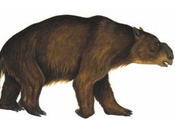 El diprotodon forma parte de la megafauna extinta atribuible al humano. ESPECIAL  /