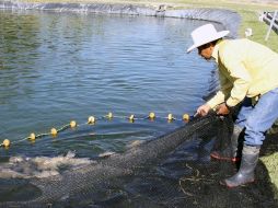 El sitio de la producción de este pez será la presa Cajón de Peñas  en Tomatlán.  /