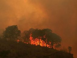 De enero a la fecha suman 146 incendios forestales, lo que ha dejado un total de 738 hectáreas afectadas. ARCHIVO  /