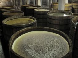 Desde que principios de la década pasada no se traía agave fuera del territorio protegido. ARCHIVO  /