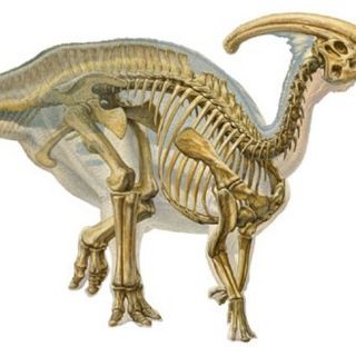 Huellas de dinosaurios son localizadas en Sonora