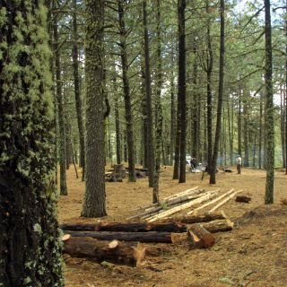 Estados Unidos perderá en 2030 una extensión de bosques del tamaño de Dinamarca