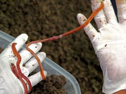 El proyecto de crianza arrancó en 2010 con 18 kilos de lombrices. ESPECIAL  /