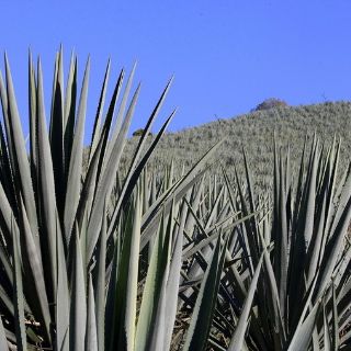 El agave genera una 'guerra Jurídica' entre IMPI y Cofeco