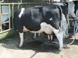 Además de la brucelosis, a tuberculosis o el estafilococo dorado también puede ser contraída por medio de estos productos. ARCHIVO  /