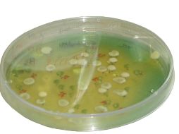 La membrana, por su estructura porosa, es similar a la de los huesos y puede ser utilizada en tratamientos odontológicos.  /
