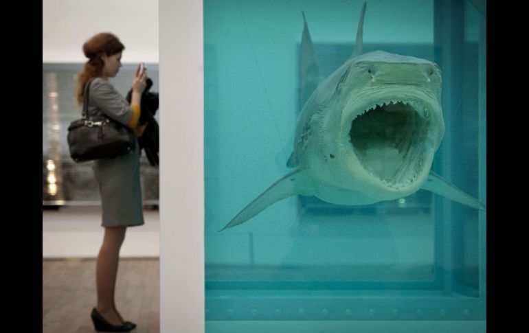 La exposición incluye animales metidos en líquido, como vacas, tiburones, peces u ovejas. AFP  /