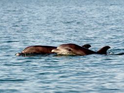 Las petroleras utilizan diferentes frecuencias de onda acústica, lo que a la larga afecta los sentidos de estos animales. ARCHIVO  /