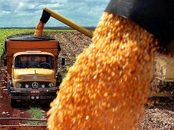 La integración de la soja en la dieta occidental puede ser contraproducente en el tratamiento con tamoxifeno. ARCHIVO  /