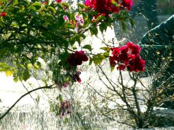 La sequía ha sido provocada por los bajos niveles de agua de lluvia registrados durante el otoño y el invierno. ARCHIVO  /