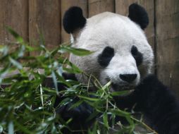 Imagen del macho Yang Guang, de ocho años de edad. REUTERS  /