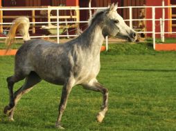 En Londres 2012 se podría ver a estos animales 'estrenar' el novedoso atuendo. REUTERS  /
