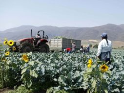 El jornalero y su familia reciben información y orientación sobre derechos laborales y hábitos saludables por parte de la dependencia.  /