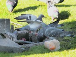 Las palomas urbanas son capaces de transmitir hasta 40 diferentes enfermedades.  /