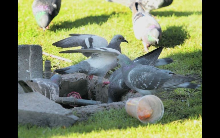 Las palomas urbanas son capaces de transmitir hasta 40 diferentes enfermedades.  /