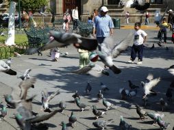 Las autoridades municipales y estatales afirman que no es alarmante la presencia de las plagas. ARCHIVO  /