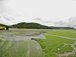 Entre los líderes de producción de algas destacan los países de Asia oriental y sudoriental. EFE  /