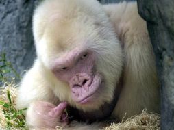 El famoso gorila albino Copito de Nieve, descansa en su jaula contemplado por sus hijos y nietos. EFE  /