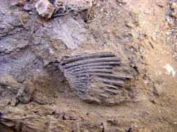 Arqueólogos intentan determinar de la necrópolis a qué tipo de pez pertenecen. EFE  /