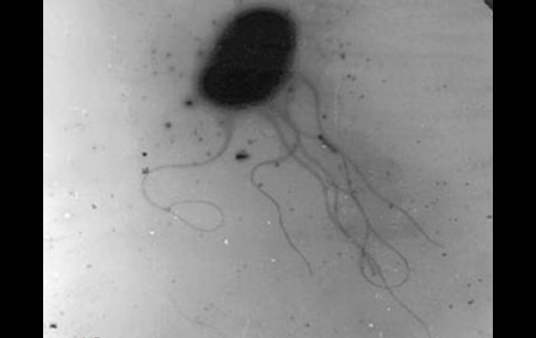 Halomonas Titanicae, una de las bacterias que se encontraron en el Titanic. AFP  /