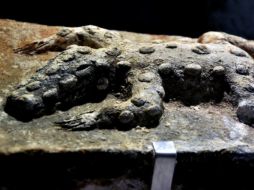 Una de las  400 piezas arqueológicas presentadas en el museo. EL UNIVERSAL  /